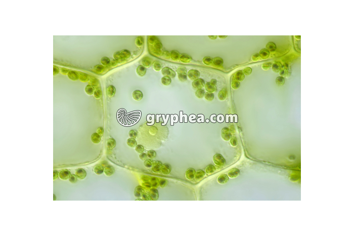 Cellule d'Elodée x200 - non légendée - gryphea.com